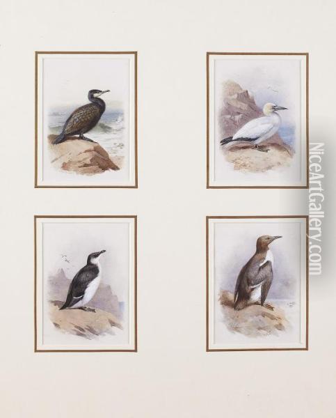 Seabirds: A Cormorant Oil Painting - Archibald Thorburn