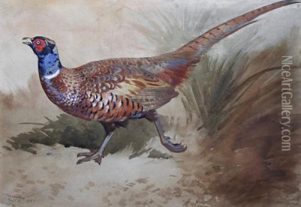 A Pheasant In The Undergrowth Oil Painting - Archibald Thorburn