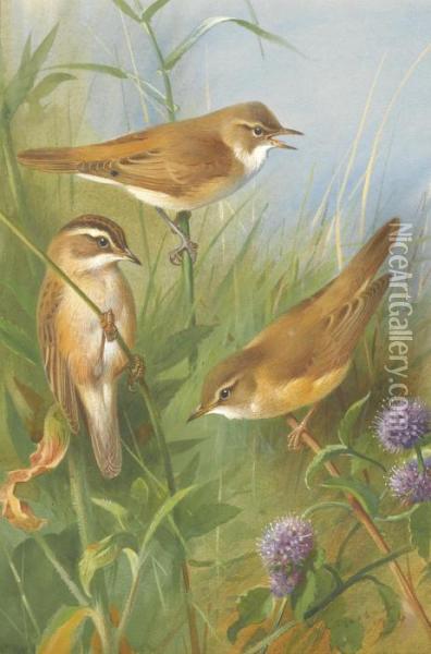 Sedge Warbler, Reed Warbler And Marsh Warbler Oil Painting - Archibald Thorburn