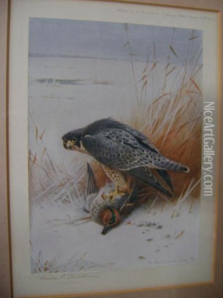 Bird And Prey Oil Painting - Archibald Thorburn