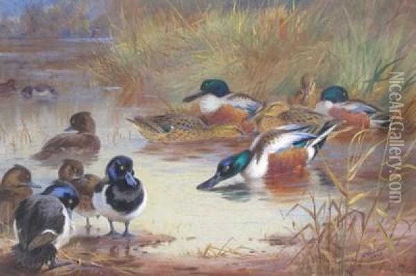 Shoveler And Tufted Duck With A Kingfisher On The Water's Edge Oil Painting - Archibald Thorburn