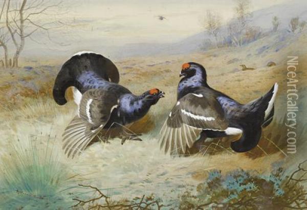 Blackcocks At The Lek Oil Painting - Archibald Thorburn