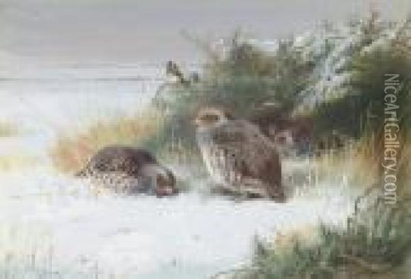 Grey Partridge And Goldfinches Oil Painting - Archibald Thorburn