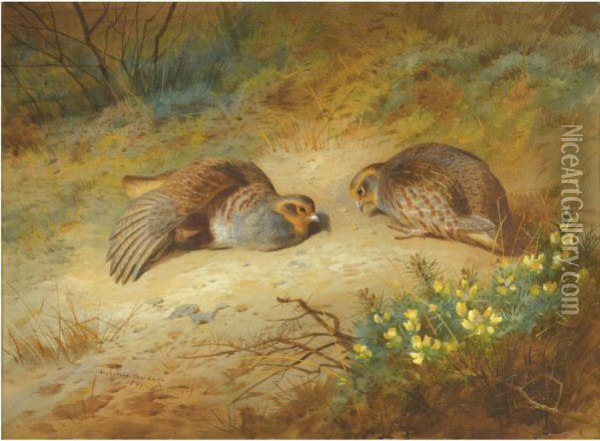 Grey Partridge Oil Painting - Archibald Thorburn