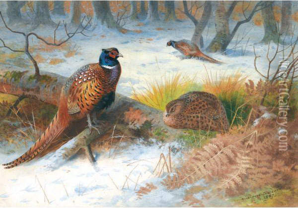 Pheasants In The Snow Oil Painting - Archibald Thorburn