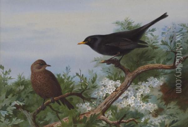 Blackbird Oil Painting - Archibald Thorburn