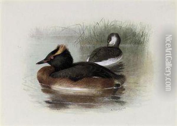 Lesser Crested, Horned, Or Sclavonian Grebe Oil Painting - Archibald Thorburn