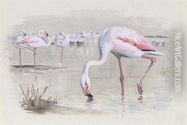 Flamingo Oil Painting - Archibald Thorburn