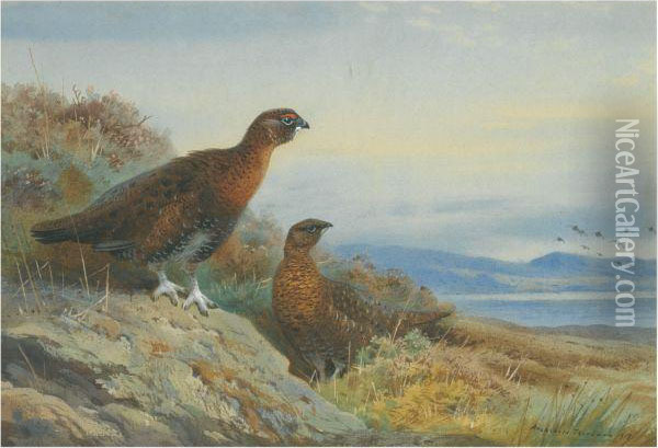 Brace Of Grouse Oil Painting - Archibald Thorburn