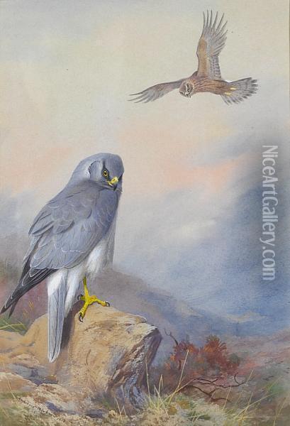 Hen Harrier Oil Painting - Archibald Thorburn