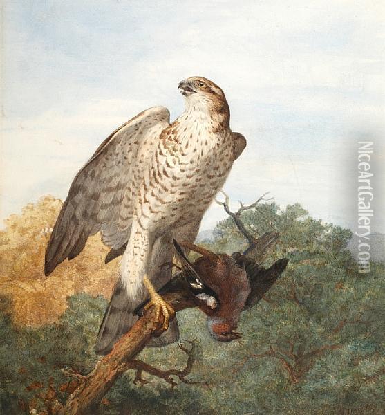 Sparrowhawk On A Branch With Quarry Oil Painting - Archibald Thorburn