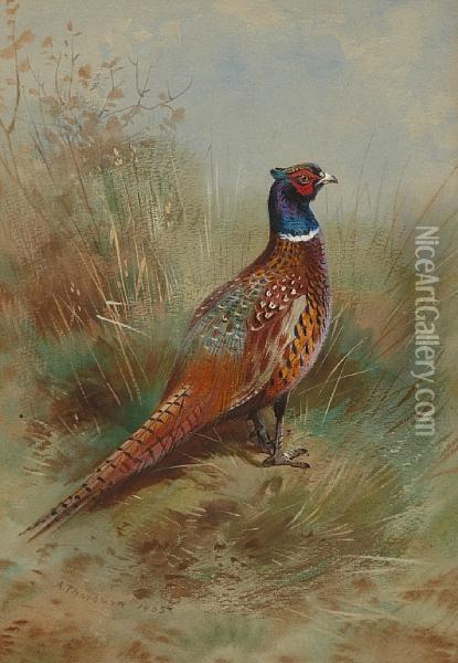 Cock Pheasant Oil Painting - Archibald Thorburn
