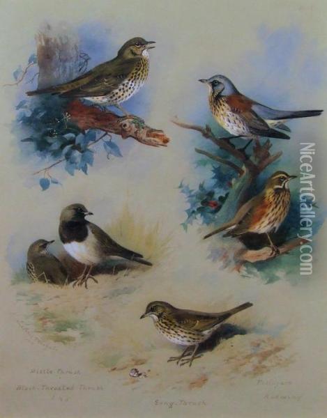Plate Oil Painting - Archibald Thorburn