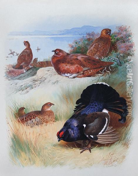 Red Grouse (male, Female) Black Grouse Oil Painting - Archibald Thorburn
