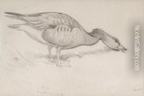 Studies Of Geese And Ducks Oil Painting - Archibald Thorburn