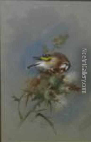 Study Of A Goldfinch Upon A Thistle Oil Painting - Archibald Thorburn