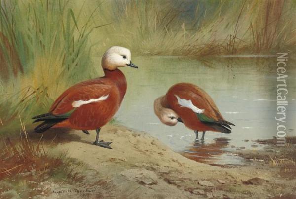 A Pair Of Ruddy Shelduck On A Riverbank Oil Painting - Archibald Thorburn