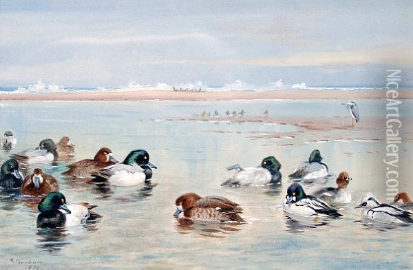 Wild Fowl With Golden Eye Oil Painting - Archibald Thorburn