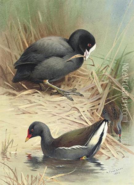 A Coot, Moorhen And Baillons Crake Oil Painting - Archibald Thorburn