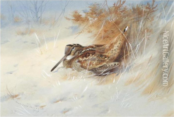 Woodcock Sheltering In The Snow Oil Painting - Archibald Thorburn