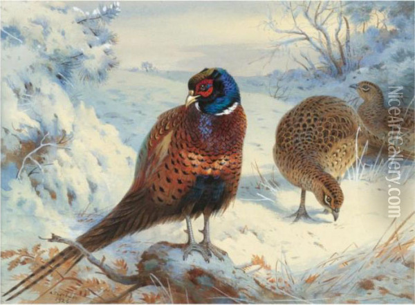 A Cock Pheasant And Hen Pheasant In Winter Oil Painting - Archibald Thorburn