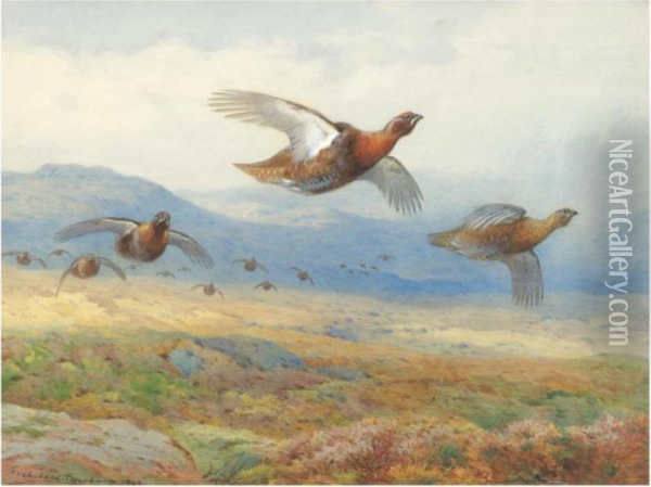 A Covey Of Grouse In Flight Oil Painting - Archibald Thorburn