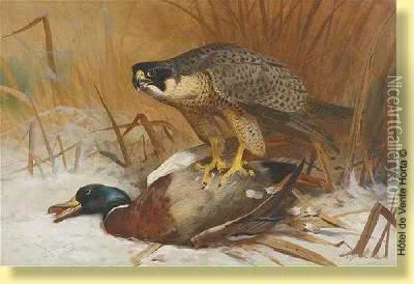 Le Faucon Et Les Colverts Oil Painting - Archibald Thorburn