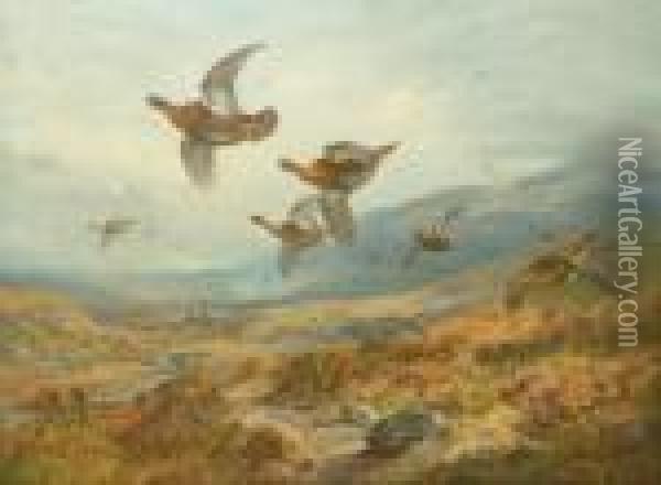 Grouse Flighting Over The Moor Oil Painting - Archibald Thorburn