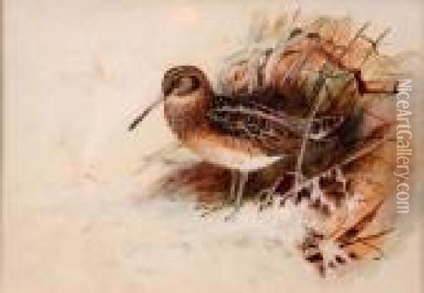 Study Of A Jack Snipe Oil Painting - Archibald Thorburn