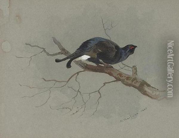 Black Grouse In A Tree Oil Painting - Archibald Thorburn