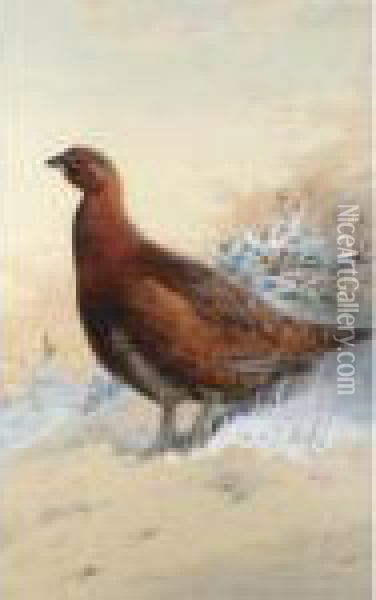 A Red Grouse In The Snow Oil Painting - Archibald Thorburn