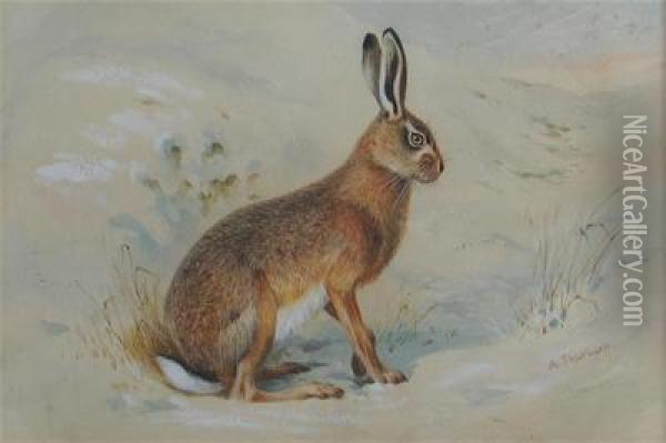 Hare In A Snowy Landscape Oil Painting - Archibald Thorburn