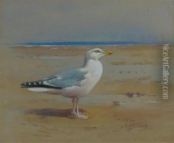 A Herring Gull On A Beach Oil Painting - Archibald Thorburn