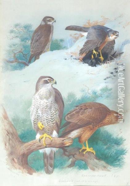Sparrow Hawk Oil Painting - Archibald Thorburn
