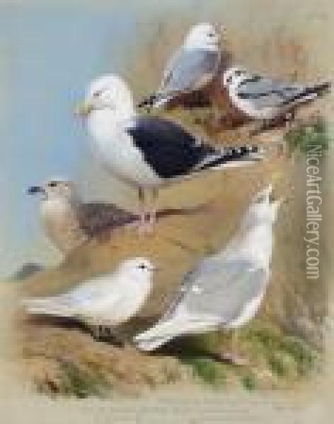 Two Kittiwake Gulls Two Great 
Black-backed Gulls An Ivory Gull And A Glaucous 
Gull Oil Painting - Archibald Thorburn