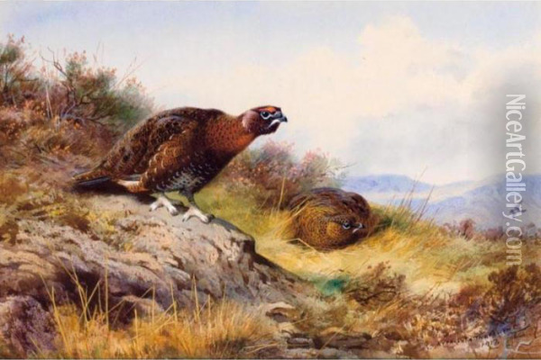 Red Grouse On The Moor Oil Painting - Archibald Thorburn