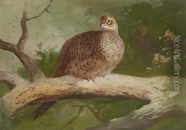 A Hen Pheasant Perched On A Branch Oil Painting - Archibald Thorburn