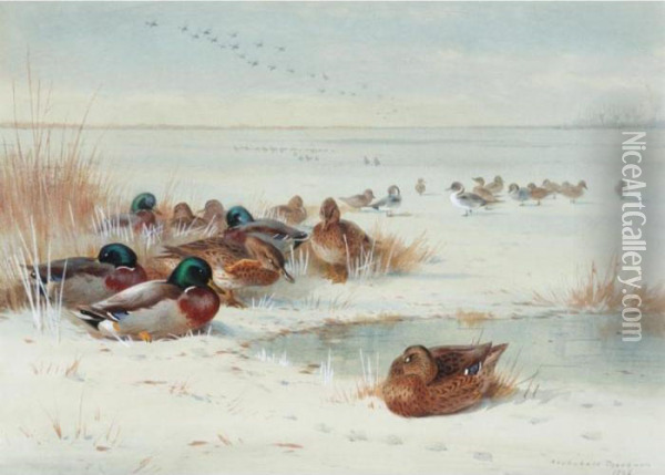 The Frozen Fen - Mallard And Pintail Oil Painting - Archibald Thorburn