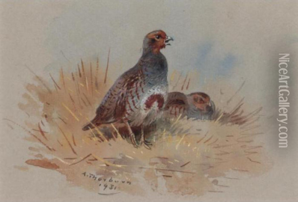 Partridges Oil Painting - Archibald Thorburn