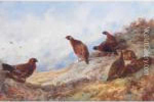 Cock And Hen Red Grouse High On The Moor Oil Painting - Archibald Thorburn