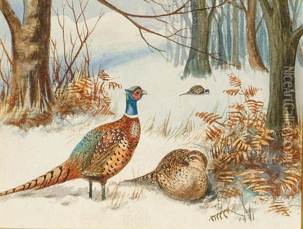 Pheasants Foraging In A Snowscape Oil Painting - Archibald Thorburn