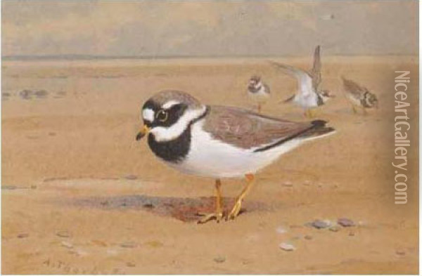 Ring Plover Oil Painting - Archibald Thorburn