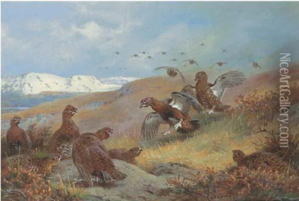 Red Grouse On Moorland Oil Painting - Archibald Thorburn