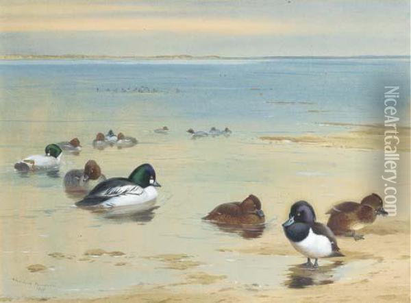 Goldeneye And Tufted Duck Oil Painting - Archibald Thorburn