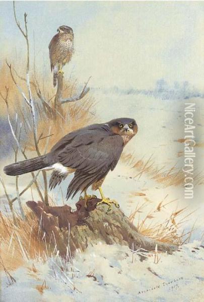 Sparrowhawk In Winter Oil Painting - Archibald Thorburn