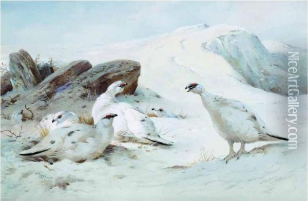 Ptarmigan In The Snow Oil Painting - Archibald Thorburn