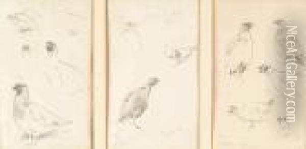 Grouse; Plovers; Shoveler; Shelduck; Eiders; Scaup; Tufted Duck; Pochard; Curlew Oil Painting - Archibald Thorburn