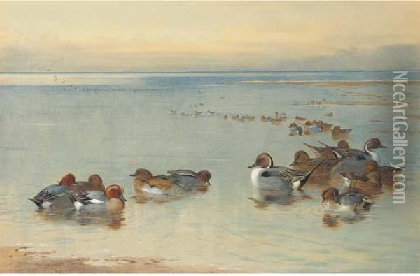 Teal And Widgeon Oil Painting - Archibald Thorburn