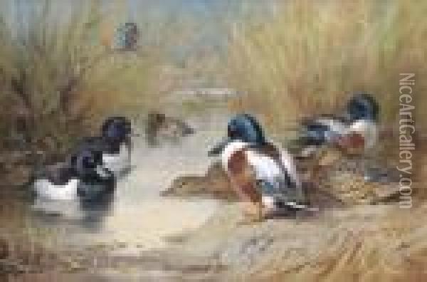 Mallard, Tufted Duck And A Kingfisher At The Water's Edge Oil Painting - Archibald Thorburn