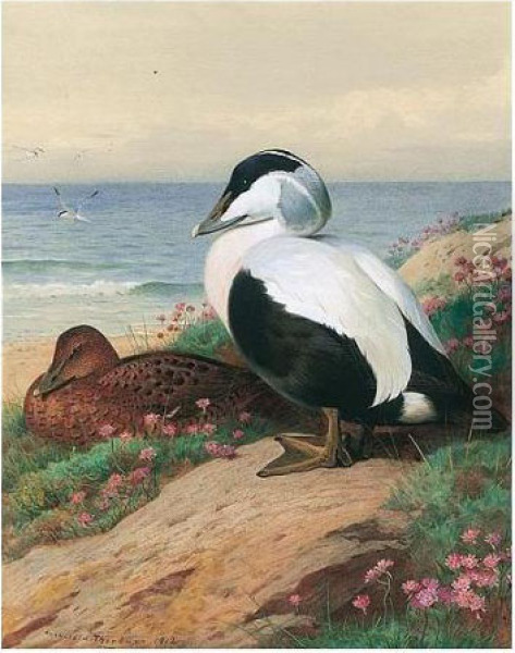 Common Eider Oil Painting - Archibald Thorburn
